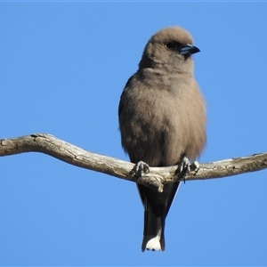 Artamus cyanopterus (Dusky Woodswallow) at Kambah, ACT - Yesterday by HelenCross