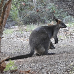 Wallabia bicolor (Swamp Wallaby) at Acton, ACT - 13 Oct 2025 by HelenCross