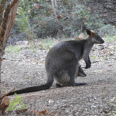Wallabia bicolor (Swamp Wallaby) at Acton, ACT - 13 Oct 2025 by HelenCross