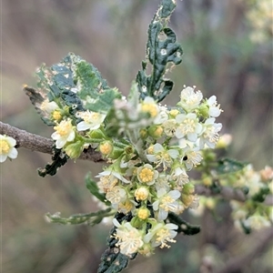 Gynatrix pulchella at Booth, ACT - 12 Oct 2025 by HelenCross