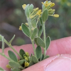 Pimelea curviflora var. gracilis (Curved Rice-flower) at Booth, ACT - 12 Oct 2025 by HelenCross