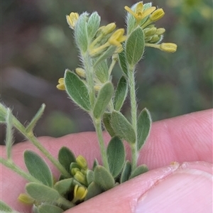 Unverified Other Shrub at Booth, ACT - 12 Oct 2025 by HelenCross
