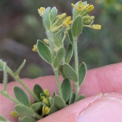 Pimelea curviflora var. gracilis (Curved Rice-flower) at Booth, ACT - 12 Oct 2025 by HelenCross