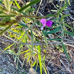 Vicia sativa subsp. nigra (Narrow-leaved Vetch) at Campbell, ACT - 13 Oct 2025 by Hejor1