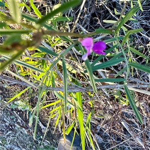 Glycine clandestina at Campbell, ACT - Yesterday by Hejor1