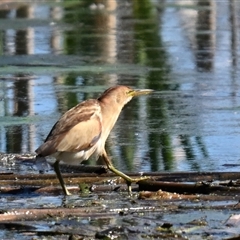 Ixobrychus dubius (Australian Little Bittern) at Fyshwick, ACT - 13 Oct 2025 by davidcunninghamwildlife
