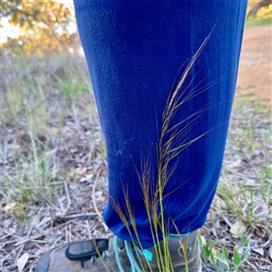 Festuca (genus) at Campbell, ACT - Yesterday by Hejor1