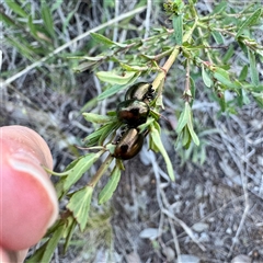 Chrysolina quadrigemina (Greater St Johns Wort beetle) at Campbell, ACT - 13 Oct 2025 by Hejor1