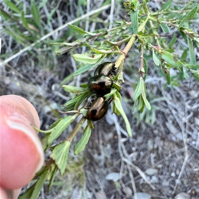 Chrysolina quadrigemina (Greater St Johns Wort beetle) at Campbell, ACT - 13 Oct 2025 by Hejor1
