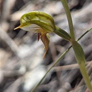 Unverified Orchid at Booth, ACT - 12 Oct 2025 by HelenCross