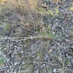 Austrostipa bigeniculata (Kneed Speargrass) at Campbell, ACT - 13 Oct 2025 by Hejor1