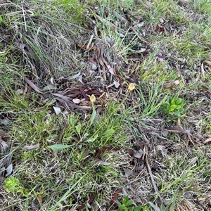 Plantago sp. at Campbell, ACT - Yesterday by Hejor1