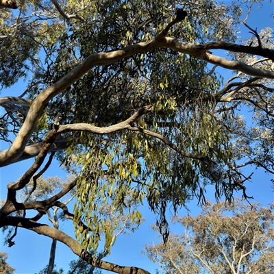 Amyema miquelii (Box Mistletoe) at Campbell, ACT - 13 Oct 2025 by Hejor1