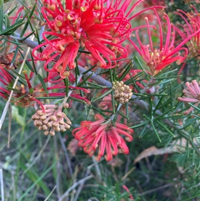 Grevillea (genus) (Grevillea) at Hackett, ACT - 10 Oct 2025 by waltraud