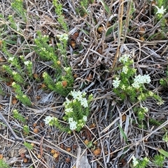 Asperula conferta (Common Woodruff) at Watson, ACT - 2 Oct 2025 by waltraud