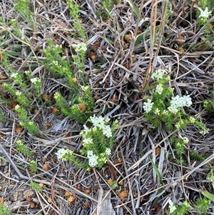 Asperula conferta at Watson, ACT - 2 Oct 2025 by waltraud