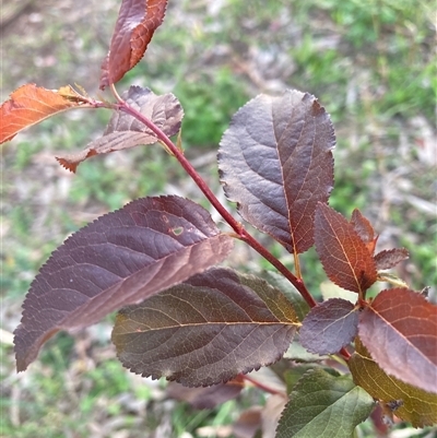 Prunus sp. (A Plum) at Hackett, ACT - 10 Oct 2025 by waltraud