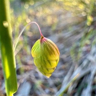Briza maxima (Quaking Grass, Blowfly Grass) at Campbell, ACT - 13 Oct 2025 by Hejor1