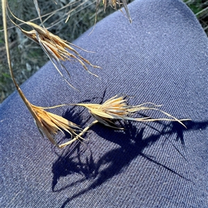 Themeda triandra at Campbell, ACT - Yesterday by Hejor1