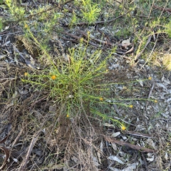 Xerochrysum viscosum (Sticky Everlasting) at Campbell, ACT - 13 Oct 2025 by Hejor1