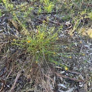 Xerochrysum viscosum at Campbell, ACT - Yesterday by Hejor1
