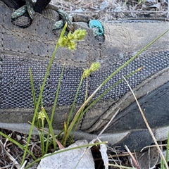 Carex inversa (Knob Sedge) at Campbell, ACT - 13 Oct 2025 by Hejor1