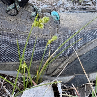 Carex inversa (Knob Sedge) at Campbell, ACT - 13 Oct 2025 by Hejor1