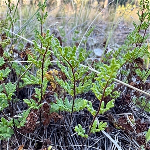 Cheilanthes sieberi at Campbell, ACT - Yesterday by Hejor1