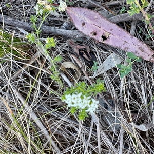 Asperula sp. at Campbell, ACT - Yesterday by Hejor1