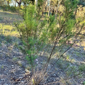 Cassinia (genus) at Campbell, ACT - Yesterday by Hejor1