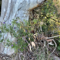 Solanum linearifolium (Kangaroo Apple) at Campbell, ACT - 13 Oct 2025 by Hejor1