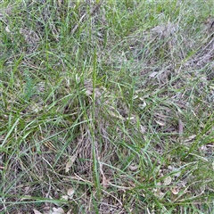 Lolium arundinaceum (Tall Fescue) at Campbell, ACT - 13 Oct 2025 by Hejor1