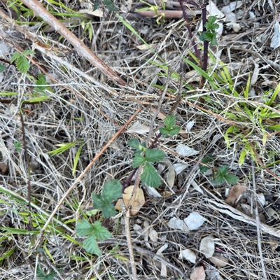Rubus anglocandicans (Blackberry) at Pialligo, ACT - 13 Oct 2025 by Hejor1