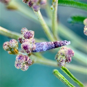 Conoeca or Lepidoscia (genera) IMMATURE (Unidentified Cone Case Moth larva, pupa, or case) at Campbell, ACT - Yesterday by Hejor1