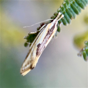 Thema macroscia at Campbell, ACT - Yesterday by Hejor1