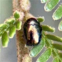 Ditropidus sp. (genus) (Leaf beetle) at Campbell, ACT - 13 Oct 2025 by Hejor1