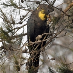 Calyptorhynchus lathami lathami (Glossy Black-Cockatoo) at Windellama, NSW - 16 Dec 2019 by GITM2