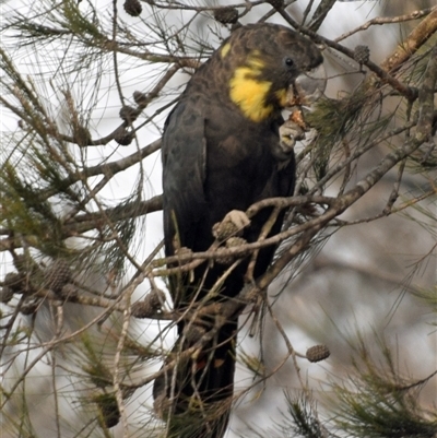 Calyptorhynchus lathami lathami (Glossy Black-Cockatoo) at Windellama, NSW - 16 Dec 2019 by GITM2