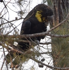 Calyptorhynchus lathami lathami (Glossy Black-Cockatoo) at Windellama, NSW - 27 Dec 2019 by GITM2