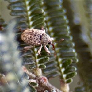 Merimnetes (genus) at Campbell, ACT - Yesterday by Hejor1