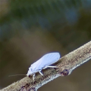 Coniopterygidae (family) at Campbell, ACT - Yesterday by Hejor1