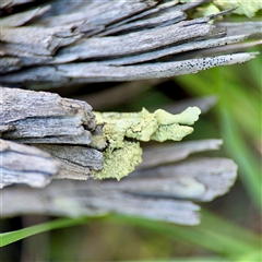 Flavoparmelia sp. at Campbell, ACT - 13 Oct 2025 by Hejor1