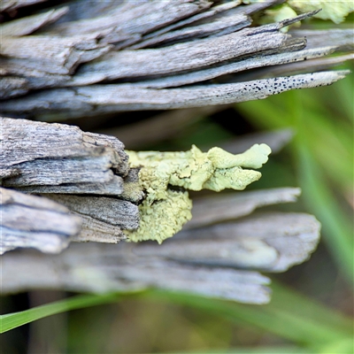 Flavoparmelia sp. at Campbell, ACT - 13 Oct 2025 by Hejor1