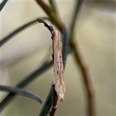 Faveria tritalis (Couchgrass Webworm) at Campbell, ACT - 13 Oct 2025 by Hejor1