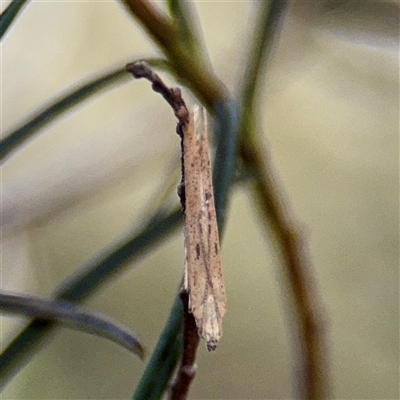 Faveria tritalis (Couchgrass Webworm) at Campbell, ACT - 13 Oct 2025 by Hejor1