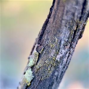 Chrysothrix sp. (genus) at Campbell, ACT - Yesterday by Hejor1