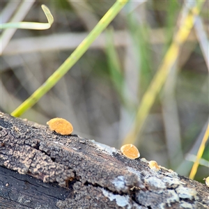 Polypore sp. at Campbell, ACT - Yesterday by Hejor1