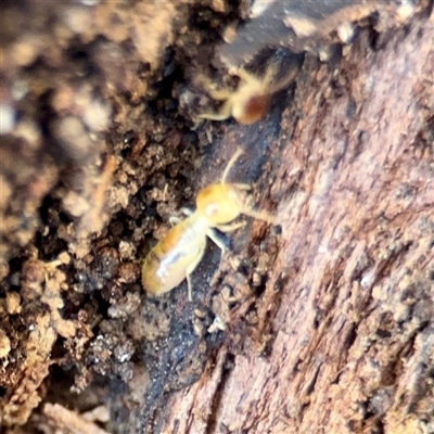 Nasutitermes (genus) (Snouted termite, Gluegun termite) at Campbell, ACT - 13 Oct 2025 by Hejor1