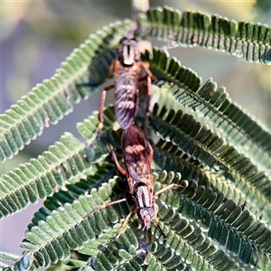 Ectinorhynchus sp. (genus) at Campbell, ACT - Yesterday by Hejor1