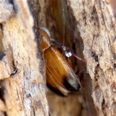 Phyllotocus macleayi (Nectar scarab) at Campbell, ACT - 13 Oct 2025 by Hejor1